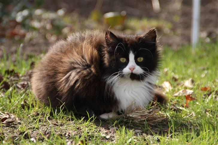 Blanding af racer Tobi R.I.P - NYT billede 16