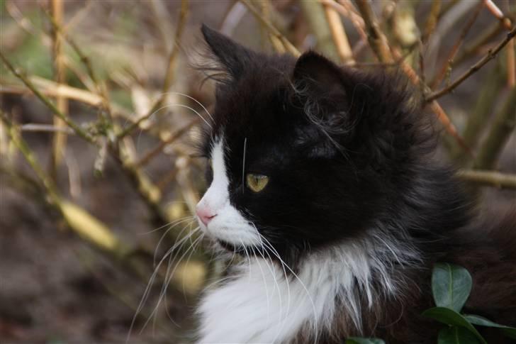 Blanding af racer Tobi R.I.P - NYT billede 17