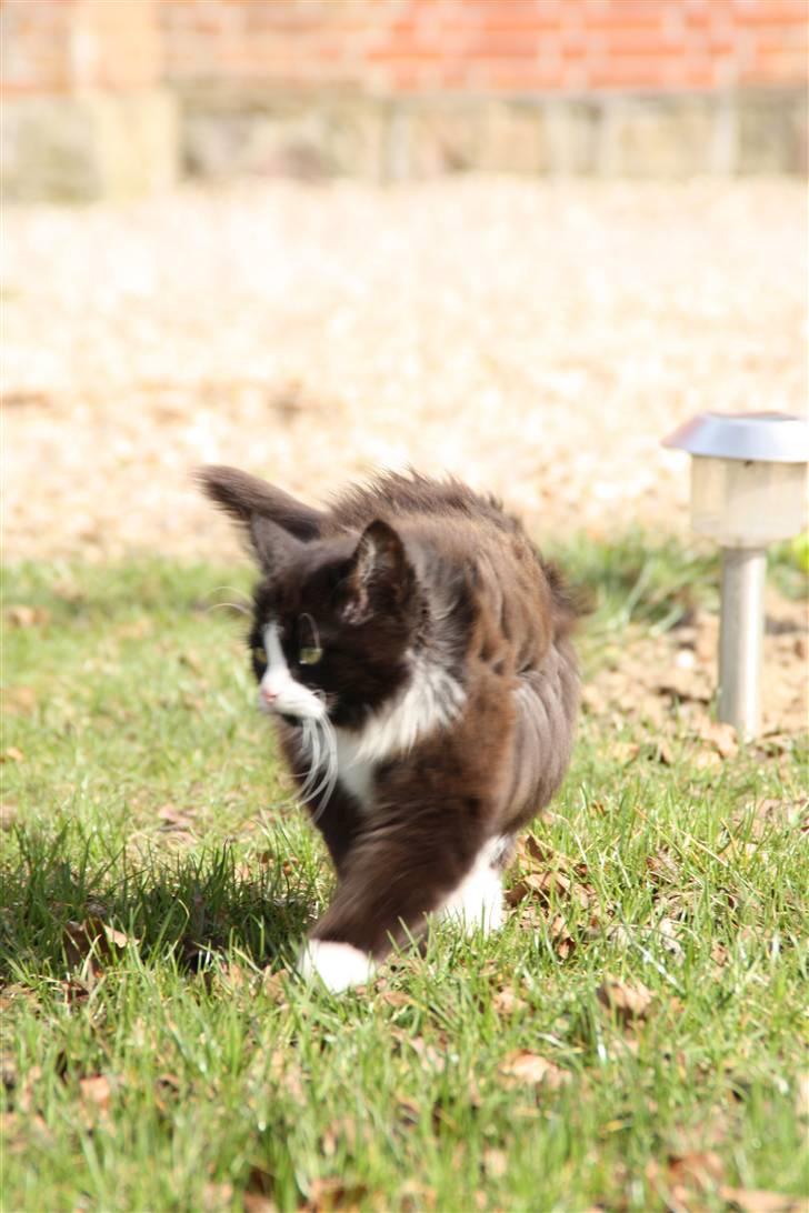 Blanding af racer Tobi R.I.P - NYT, et bevis på at han er meget langhåret  billede 18