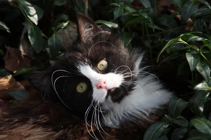 Blanding af racer Tobi R.I.P - NYT billede 19