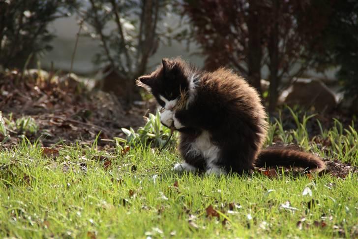 Blanding af racer Tobi R.I.P - NYT  billede 20