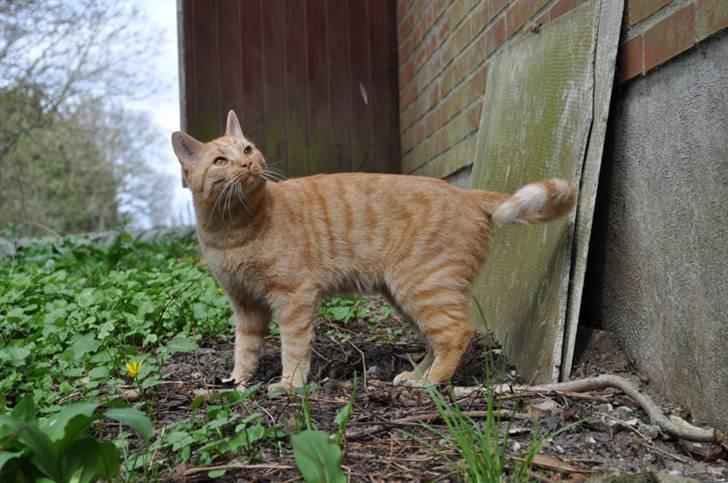 Huskat Puma billede 14