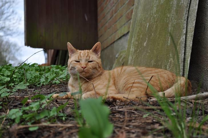 Huskat Puma billede 15