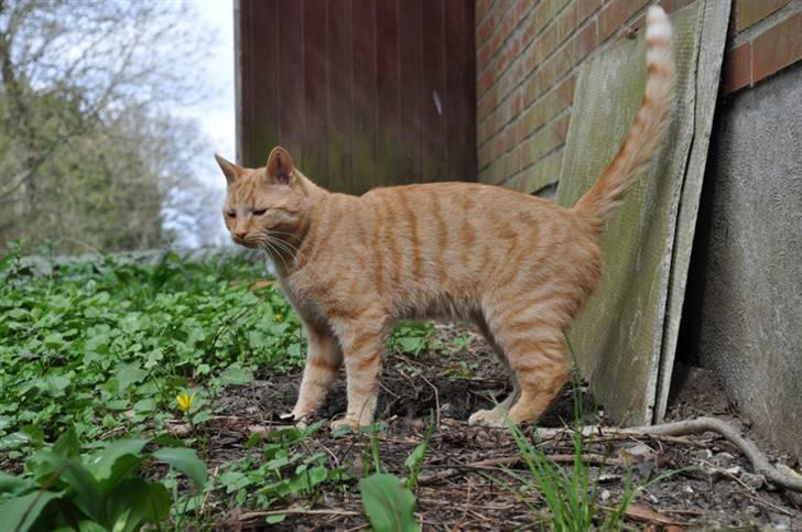 Huskat Puma billede 16