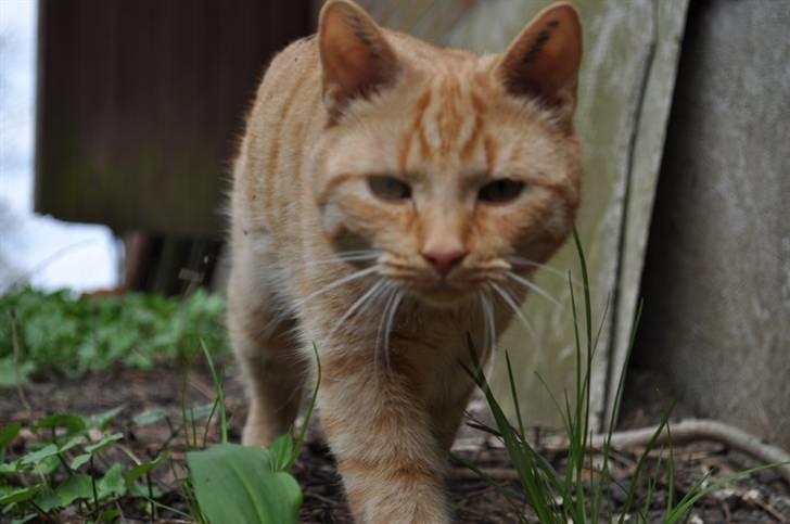 Huskat Puma billede 17