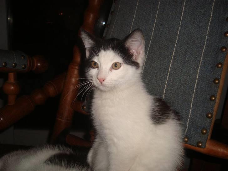 Huskat Mester billede 1