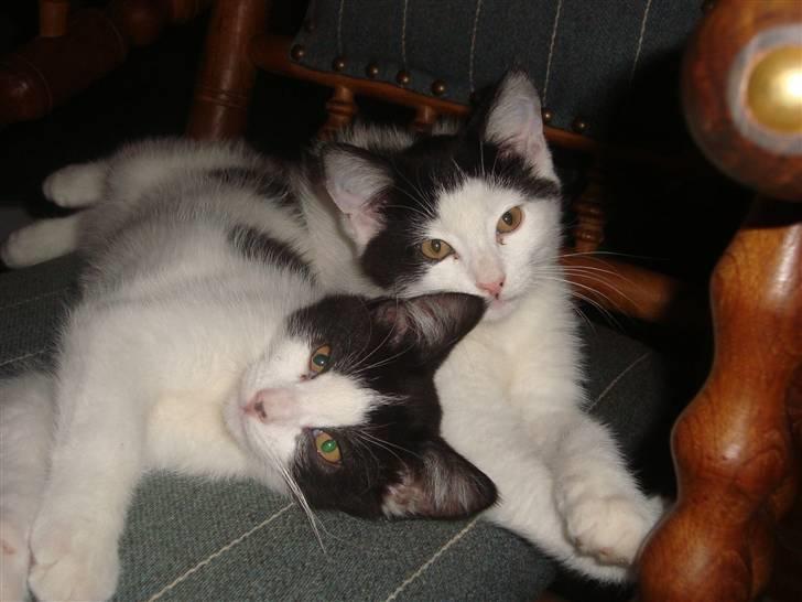 Huskat Mester billede 2