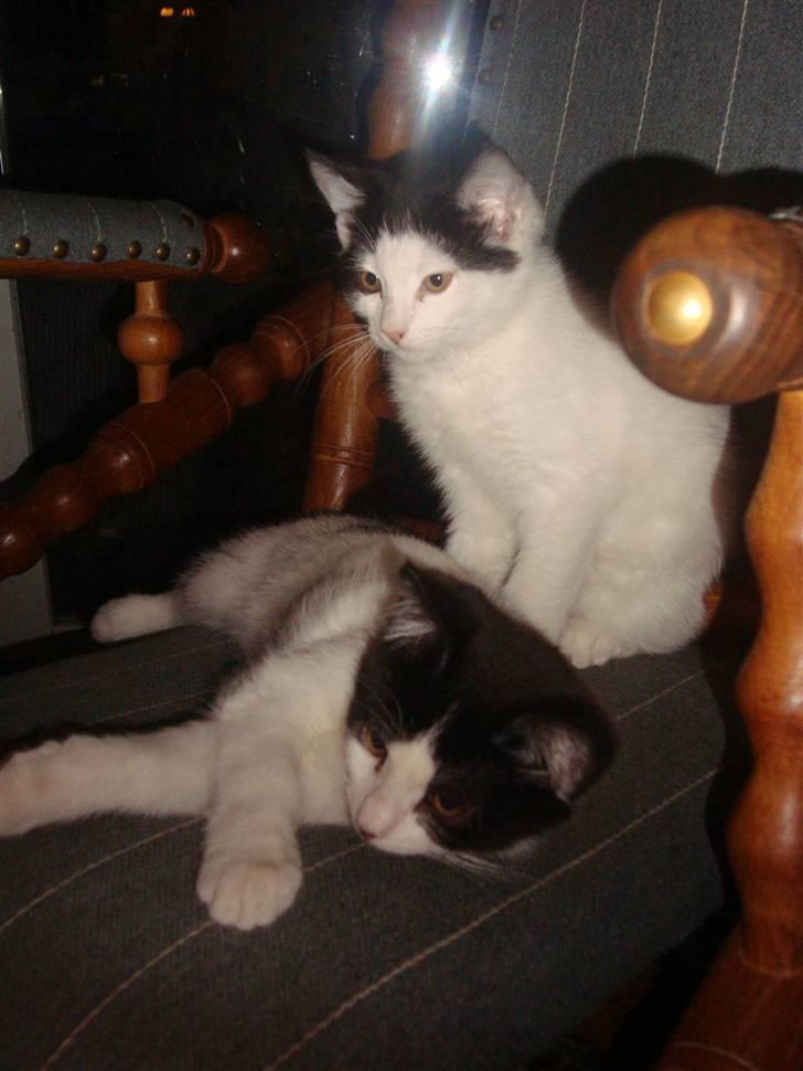 Huskat Mester billede 3