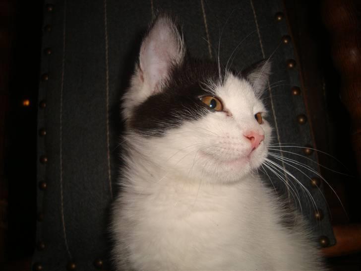 Huskat Mester billede 4