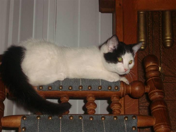 Huskat Mester billede 5