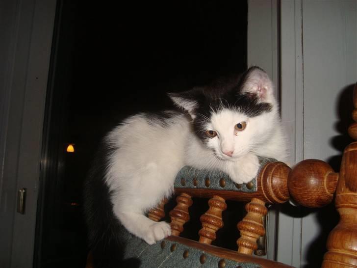 Huskat Mester billede 6