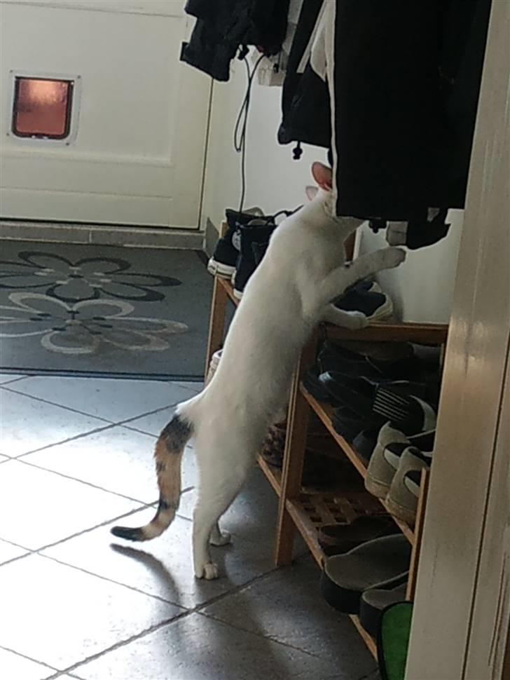 Huskat Freja billede 10