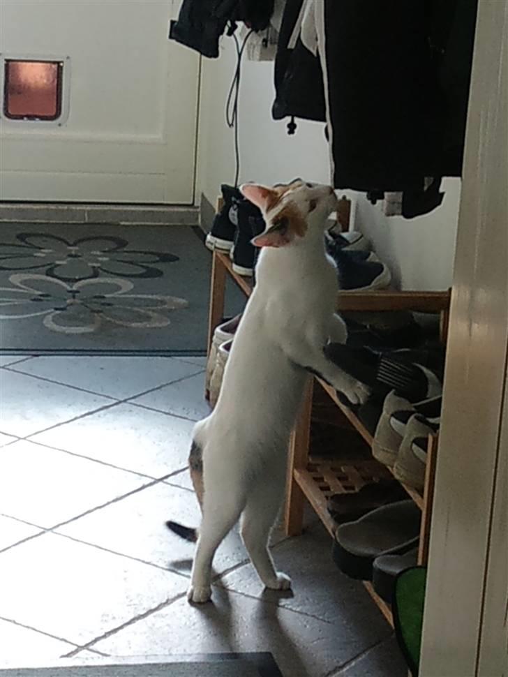 Huskat Freja billede 11