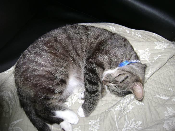 Blanding af racer Balou  billede 9