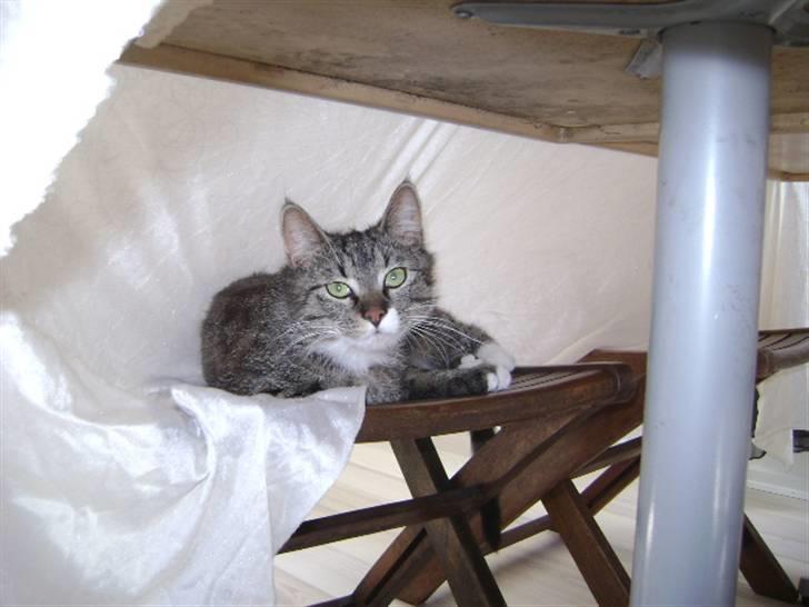 Blanding af racer Balou  billede 10