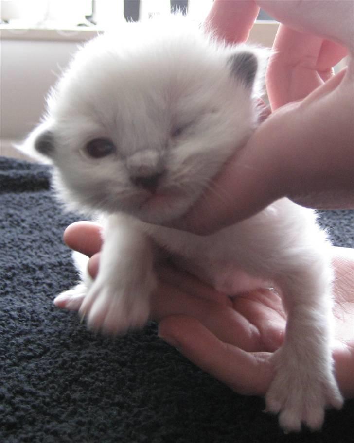 Ragdoll Snow Bear / Kenai billede 1