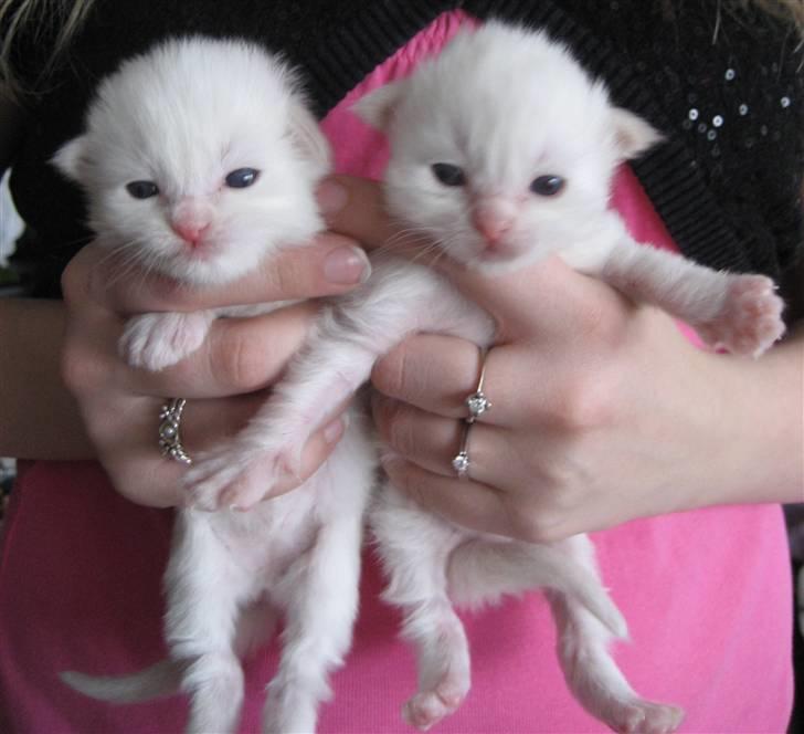 Ragdoll Ice Age / Chivas billede 1