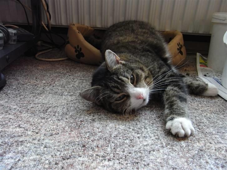 Blanding af racer Baloo R.I.P billede 4