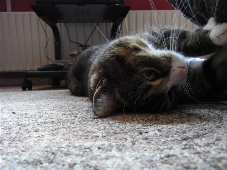 Blanding af racer Baloo R.I.P billede 5