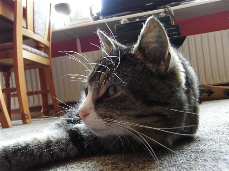 Blanding af racer Baloo R.I.P billede 6