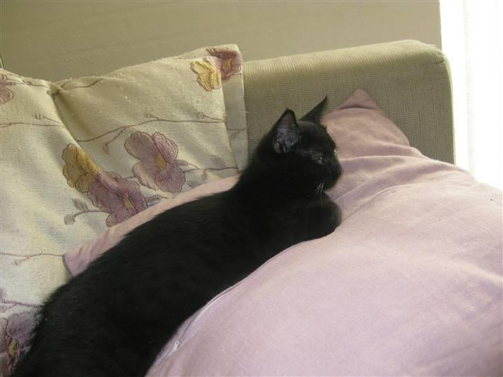 Blanding af racer Nova billede 1