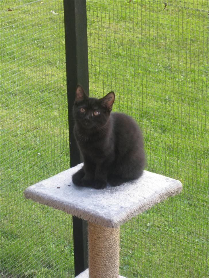 Blanding af racer Nova billede 2