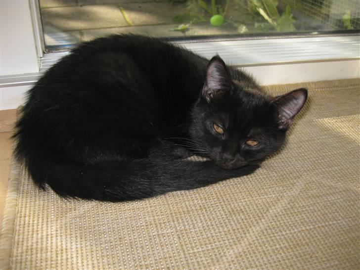 Blanding af racer Nova billede 3