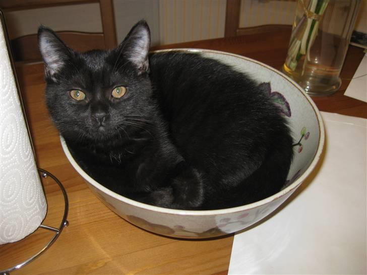 Blanding af racer Nova billede 4