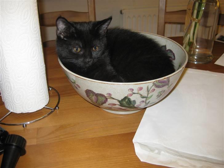 Blanding af racer Nova billede 5