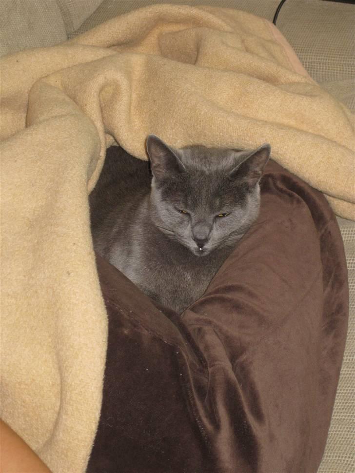 Blanding af racer Luna billede 6