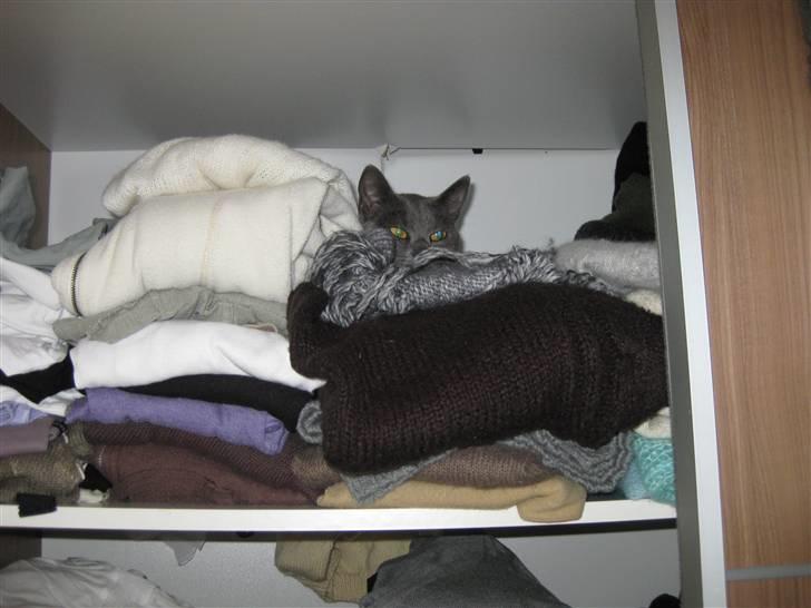 Blanding af racer Luna billede 7