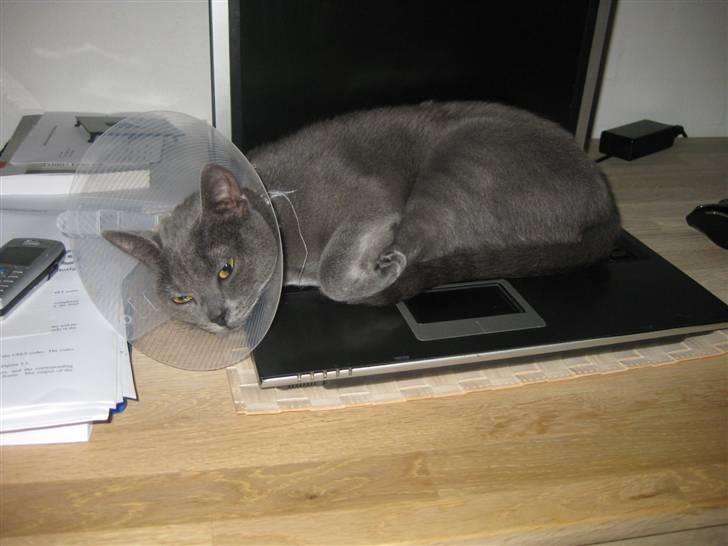 Blanding af racer Luna billede 8