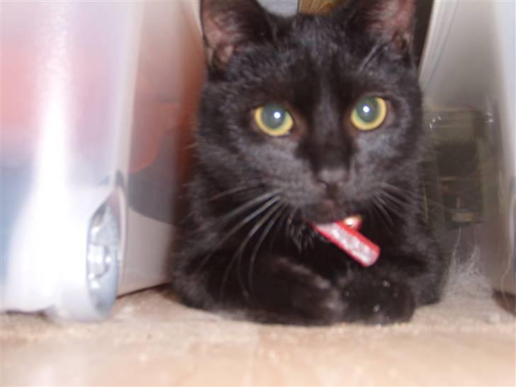 Huskat Puma † R.I.P † - Ligger under Louies seng (: billede 1