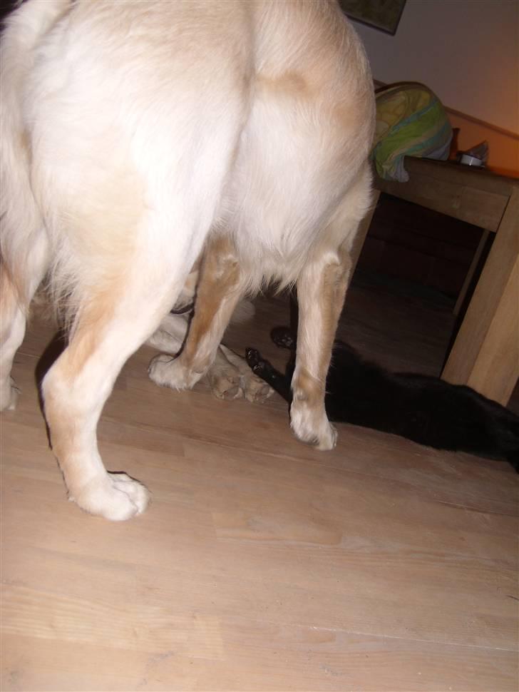 Huskat Puma † R.I.P † - Leger med Louises hund Jazmin  billede 2