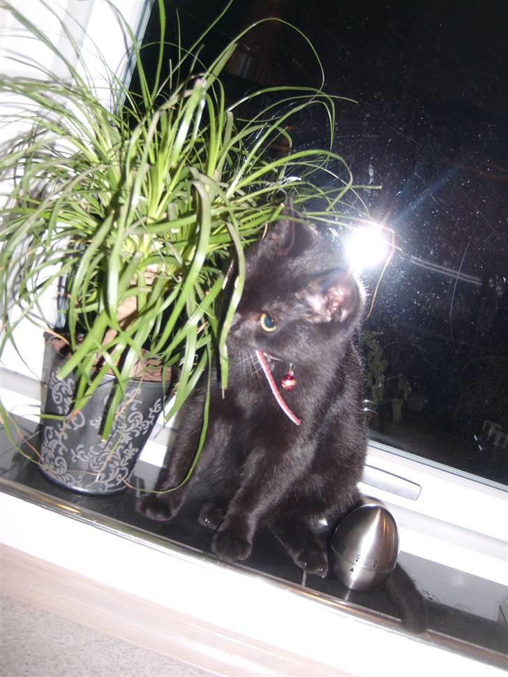 Huskat Puma † R.I.P † - Altid sjovt at lege med mor´s blomster billede 3