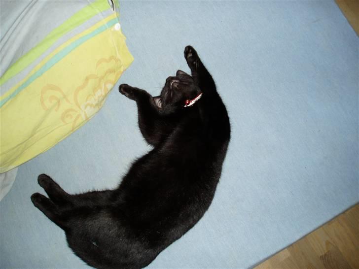 Huskat Puma † R.I.P † - Hygge sover inde i stuen billede 4