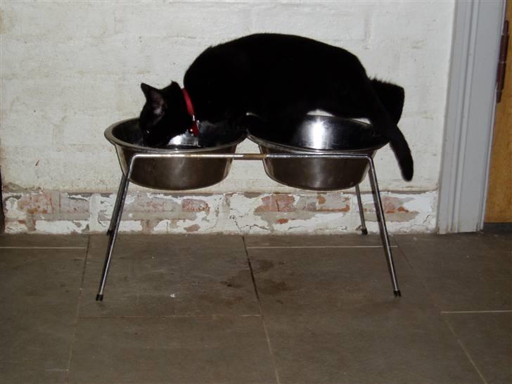 Huskat Puma † R.I.P † - Den mærkelig kat, elsker at drikke vand fra hundes vandskål billede 5