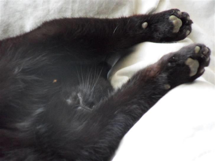 Huskat Puma † R.I.P † - Sådan kan det se ud når man sover i Nicolai´s seng billede 7