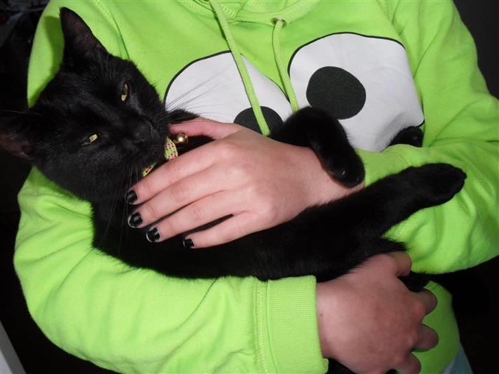 Huskat Puma † R.I.P † - Sidder lige oppe ved Louise billede 8