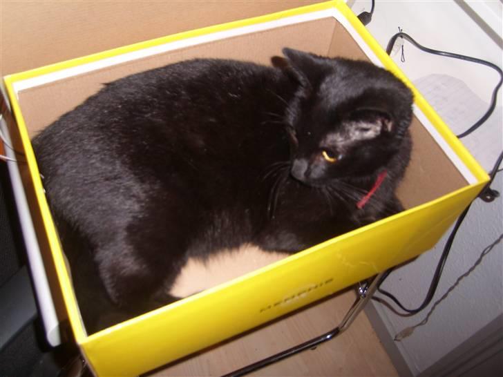 Huskat Puma † R.I.P † - Elsker bare at ligge mig i papkasser billede 9
