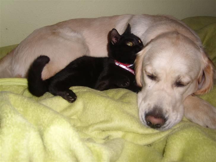 Huskat Puma † R.I.P † - Min bedste ven Jazmin billede 10