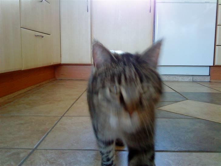 Huskat simba - kom simba :P billede 9