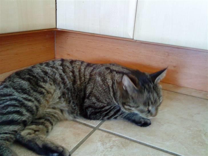 Huskat simba - simba du må ikke sove smil nu til mig billede 10