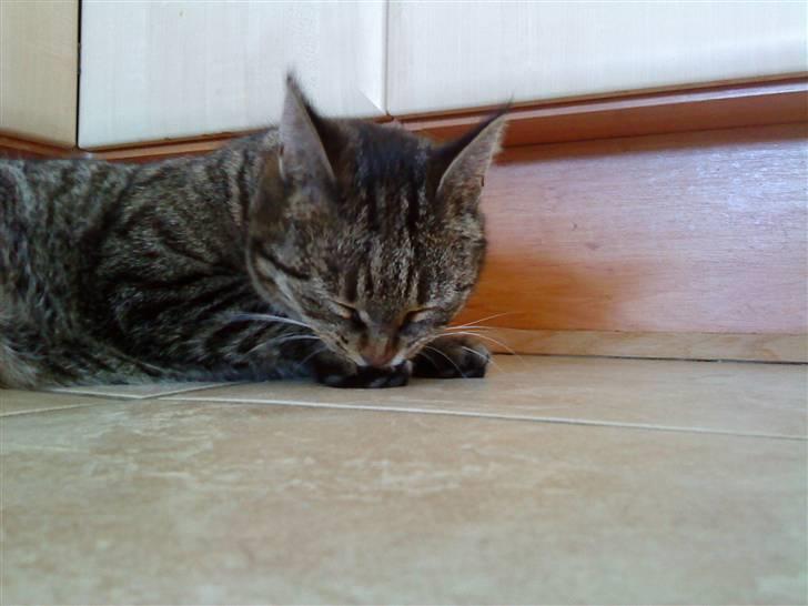 Huskat simba - ehhh simba hvad har du lige gang i billede 11