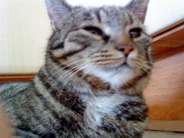 Huskat simba - jeg er en konge        "nej" billede 12