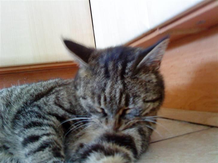 Huskat simba - jeg vil være ren men jeg kan ikke li vand billede 13