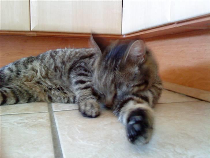 Huskat simba - GODNAT!!!! billede 14