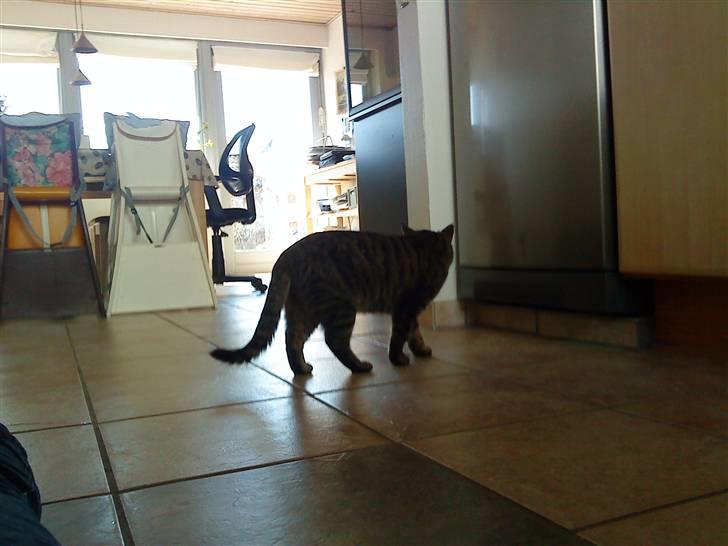 Huskat simba - lad være med at tage billder nu går jeg alser!!!! billede 15