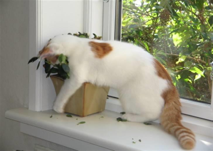 Huskat Bella - Planter blomster om billede 12