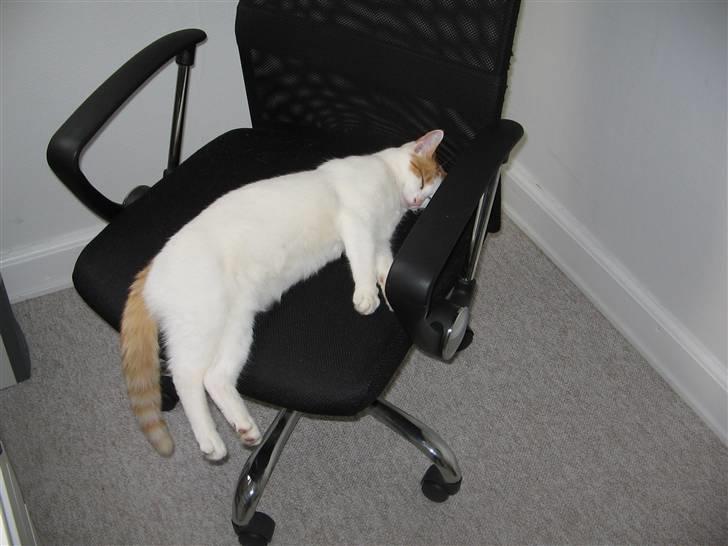 Huskat Bella billede 13